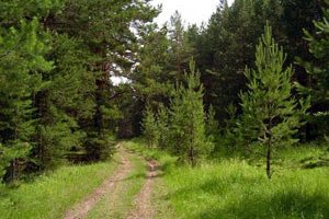 Lis 300x200 - В громадах Черниговщины по инициативе «Нашего края» обсуждают вопрос передачи лесов в пользование ОТГ