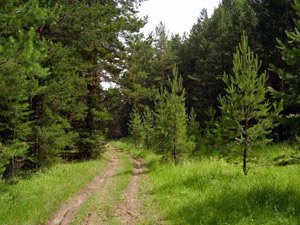 Lis - В громадах Черниговщины по инициативе «Нашего края» обсуждают вопрос передачи лесов в пользование ОТГ