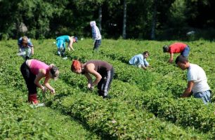 IMG 2262 306x200 - Три миллиона украинцев встретили майские праздники на работе за рубежом, – «Наш край» призывает правительство трудоустроить их дома