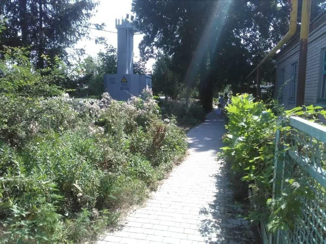 26 07 herson - «Наш край» закликав владу Скадовська терміново зайнятись знищенням амброзії